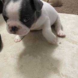 French Bulldog Puppies from Hershe Kennel