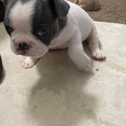 French Bulldog Puppies from Hershe Kennel