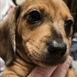 Girl 1 - Red female Dachshund puppy in Frankfort, Kentucky from Gigi's Dachshunds