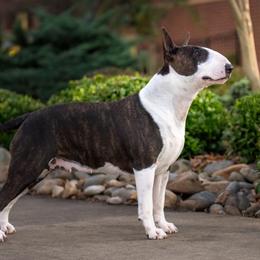 SMOOCHIE - Bull Terrier