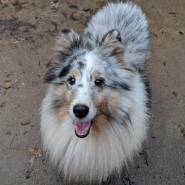 Shetland Sheepdogs from Carlin's Shelties