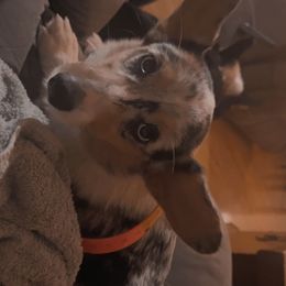 Dolly - American Corgi