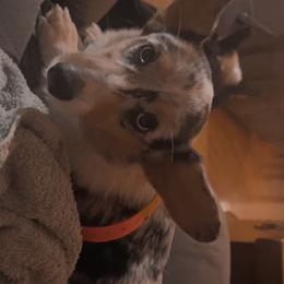 Dolly - American Corgi