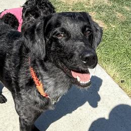 Kona - Labradoodle