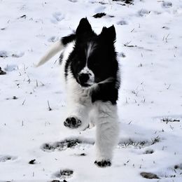 Newfoundlands from Ebb Tide Kennels and Stables