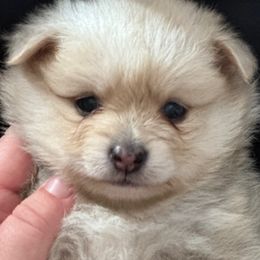 Pomeranians from Patricia's Pomeranians