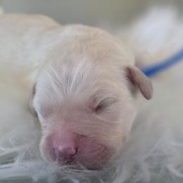 1 male and 3 females available in litter of 9 - Light golden male Golden Retriever puppy in Galt, California from Golden Hearts Ranch English Cream Retrievers