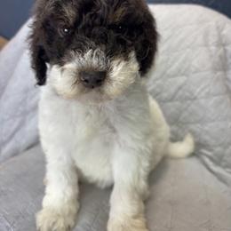 Purple - Blizzard - Parti female Goldendoodle puppy in Cleveland, Georgia from The O.G. Doodles