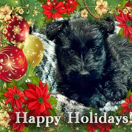 Scottish Terrier Puppies from Kingsdale Scottish Terriers