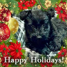 Scottish Terrier Puppies from Kingsdale Scottish Terriers