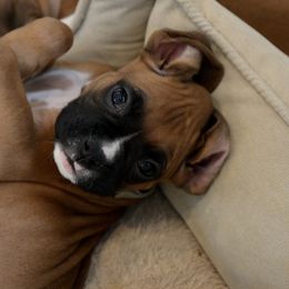 Puppy Burke - Fawn Boxer puppy in Eagles Mere, Pennsylvania from JaDor Boxers