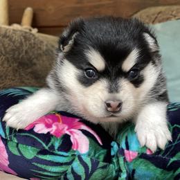 Bitsy - Black and white female Pomsky puppy in Diamond Lake, Washington from Husky Haven WA