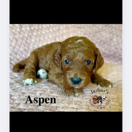 Aspen-- (third pick male) - Apricot male Goldendoodle puppy in Sterling, Connecticut from Justine’s Retrievers and Doodles