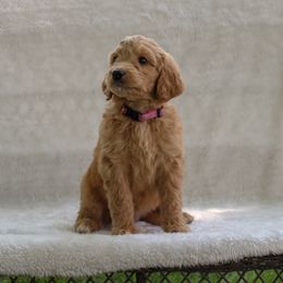 Bernedoodle and Goldendoodle Puppies from Delta Doodles and Poodles