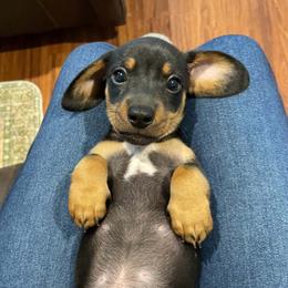 Louie - Black and tan male Dachshund puppy in Spring Hill, Florida from Adorable Doxxies
