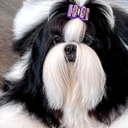 Dexter - Shih Tzu