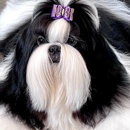 Dexter - Shih Tzu