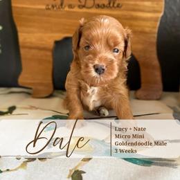 Dale - Red  male Goldendoodle puppy in Garden Grove, California from Sunkissed Doodles