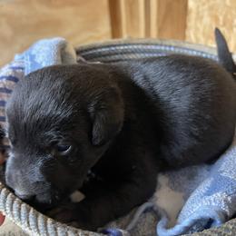 Black female 2 - Black female Labrador Retriever puppy in Falls City, Nebraska from Bassett Hounds & Labradors