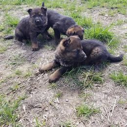 German Shepherd Puppies from Vom Berk Haus German Shepherds