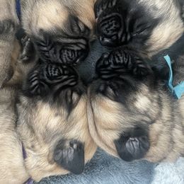 French Bulldog and Mastiff Puppies from Divine Mastiffs Ashlan French Bulldogs