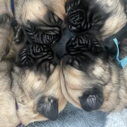 French Bulldog and Mastiff Puppies from Divine Mastiffs Ashlan French Bulldogs