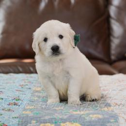 Mr. Spruce - Light golden male Golden Retriever puppy in Bedford, Indiana from Indiana Goldens