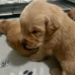 Yellow Collar - Golden male Golden Retriever puppy in Tulsa, Oklahoma from Triple J Goldens, LLC
