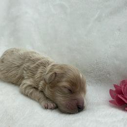 Jill - Apricot female Maltipoo puppy in Turlock, California from 209PuppiesCaliforniaMaltipoo