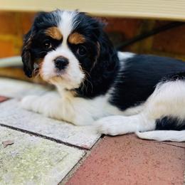 Alexandra - Tri-color female Cavalier King Charles Spaniel puppy in Clemmons, North Carolina from Crown Jewel Cavaliers