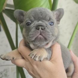 Halia - Tricolors female French Bulldog puppy in Germantown, Ohio from LaBelle Bulldogs