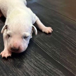 Lumpy - White and black male Dalmatian puppy in Fort Cavasos, Texas from Mainstreet Dalmation