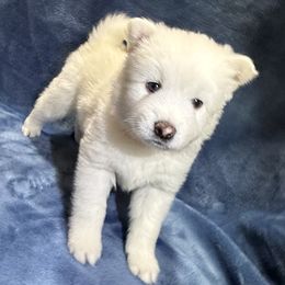 Clover - White male Pomsky puppy in Hudson, New Hampshire from Granite State Pomskies