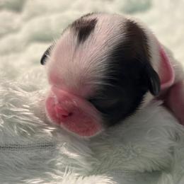 Blossom - Tricolor female Shih Tzu puppy in Sebring, Florida from Amarilys ShihTzus & Poodles