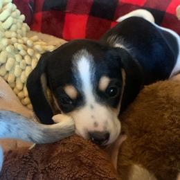 Dachshund Puppies from Sassafras Dachshunds