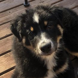Australian Shepherds from Angel Aussies
