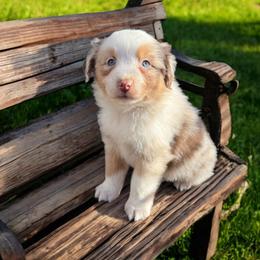 Charlie Jennings - Red merle female Australian Shepherd puppy in Statesville, North Carolina from Charming Australian Shepherds