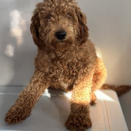 Lara - Goldendoodle