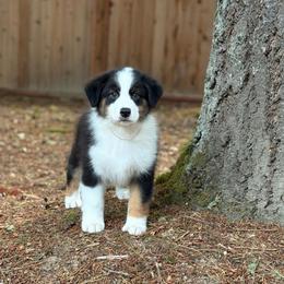 Black tri male - Black tri-color male Australian Shepherd puppy in Castle Rock, Washington from Zoolo Kennels “HOF”