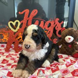 Arrow - Tri-color male Bernedoodle puppy in Carlotta, California from Lost Coast Bernese Mountain Dogs