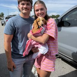 Dachshund Puppies from Cajun Coast Dachshunds