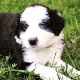 Border Collie and Labrador Retriever Puppies from Vetro's Duck Dogs & Border Collies