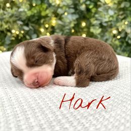 Hark - Chocolate merle male Bernedoodle puppy in Waco, Texas from Blessings Pups Doodles