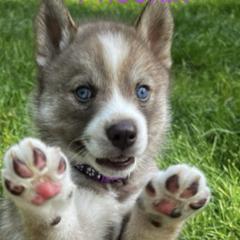 Siberian Huskies from Toe Bean Huskies