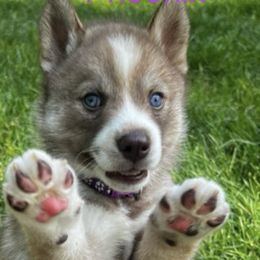 Siberian Huskies from Toe Bean Huskies