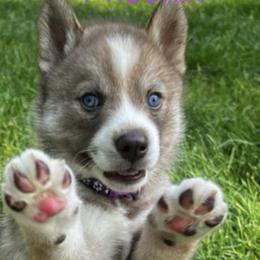 Siberian Huskies from Toe Bean Huskies