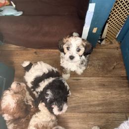 Cavalier King Charles Spaniel, Cavapoo, Maltipoo, and Poodle Puppies from Willow & Wag Farm