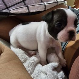 French Bulldog Puppies from Frenchies From The Hartt