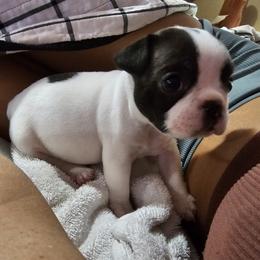 French Bulldog Puppies from Frenchies From The Hartt
