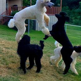 Poodle All Grown Up from Vintage Poodles